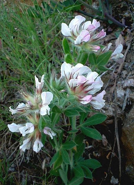 Lotus hirsutus (=Dorycnium hirsutum) / Trifoglino irsuto